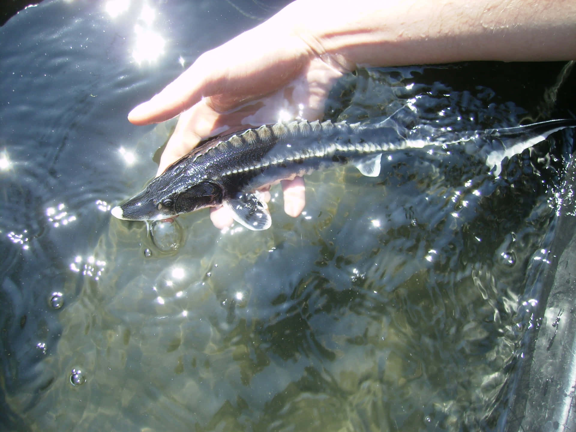 Beluga Sturgeon Release.jpg Wallpaper