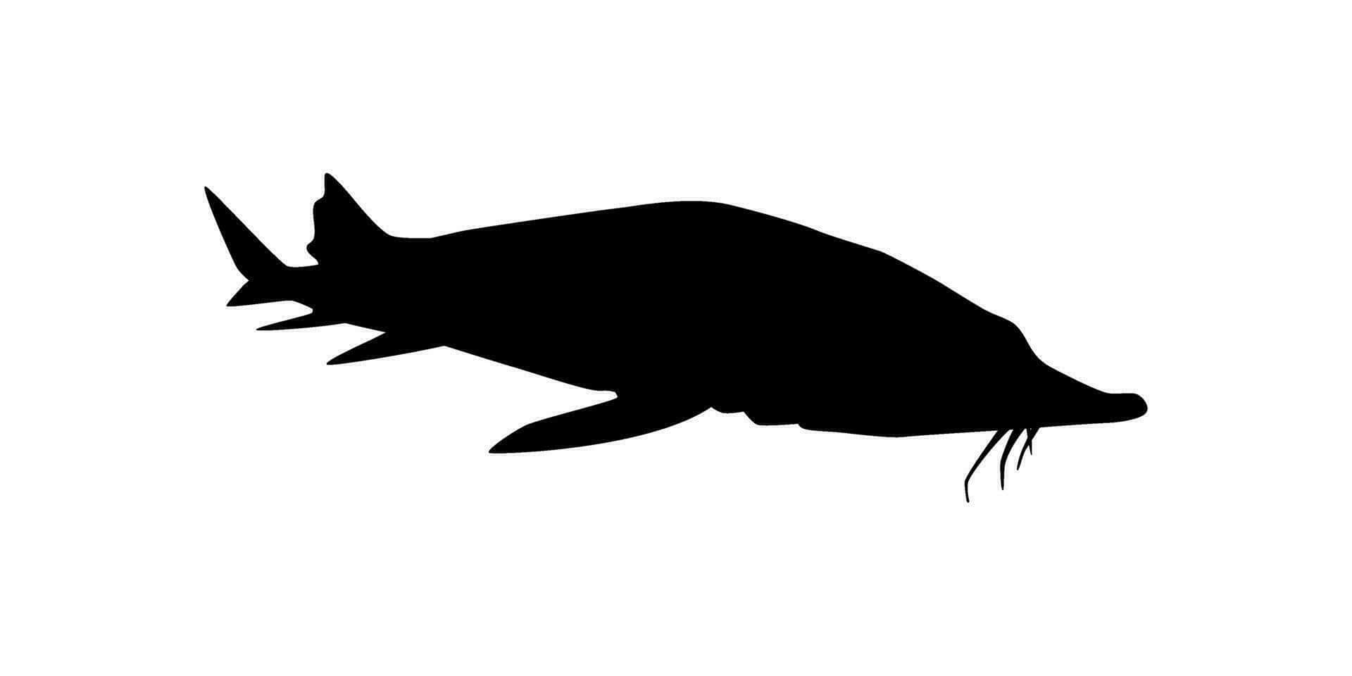 Beluga Sturgeon Silhouette Wallpaper