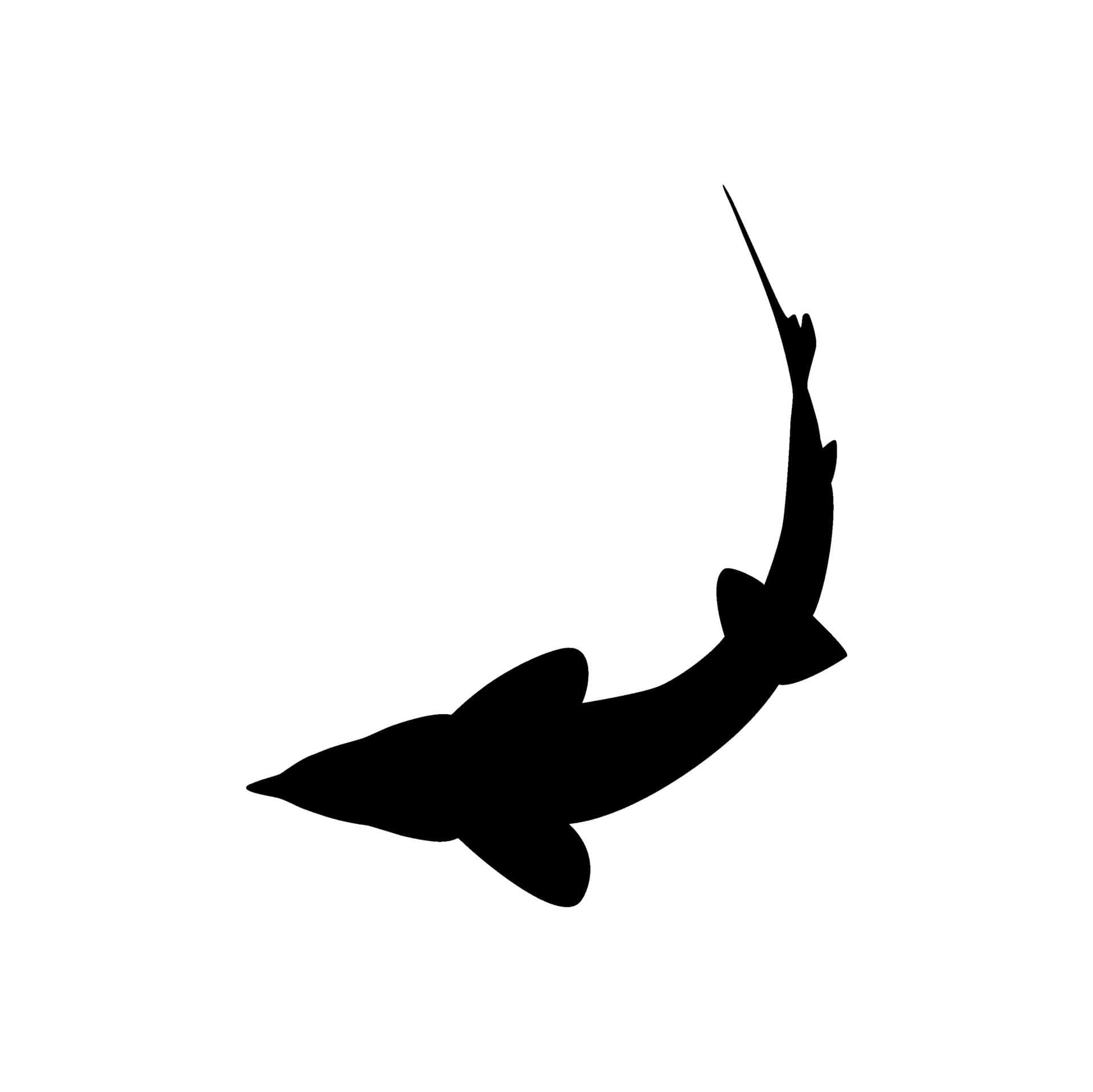 Beluga Sturgeon Silhouette Wallpaper