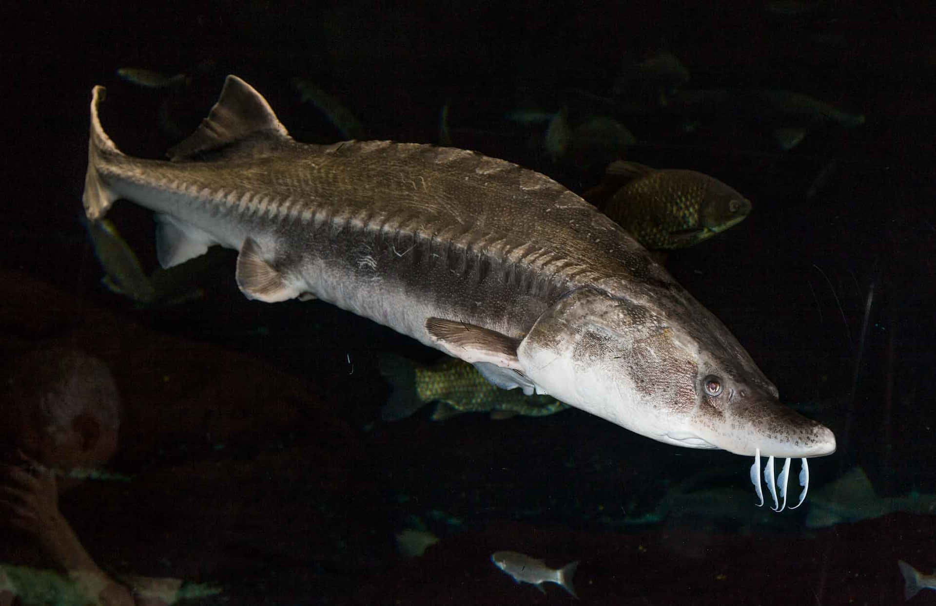 Beluga Sturgeon Swimming In Dark Waters Wallpaper