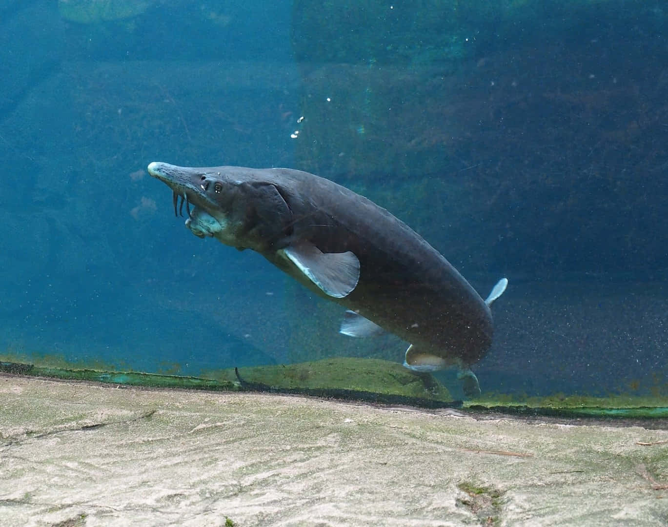 Beluga Steur Zwemmen Onderwater Achtergrond