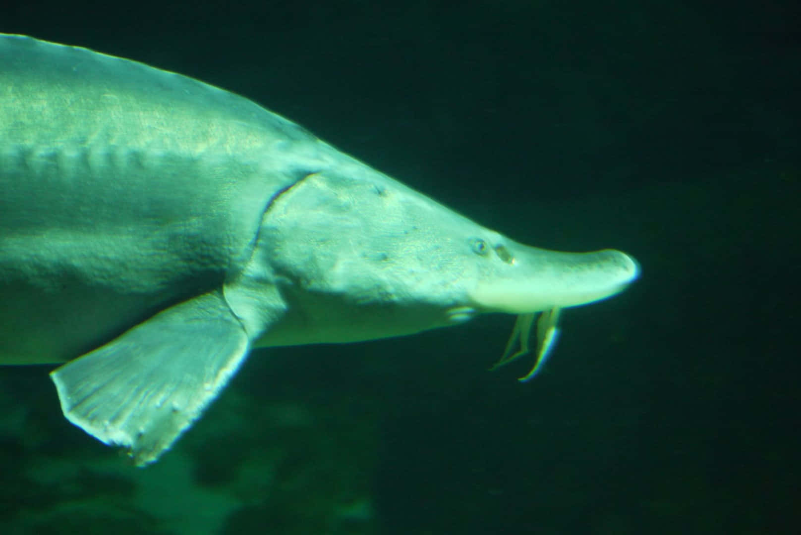 Beluga Steur Onderwater Zwemmen Achtergrond