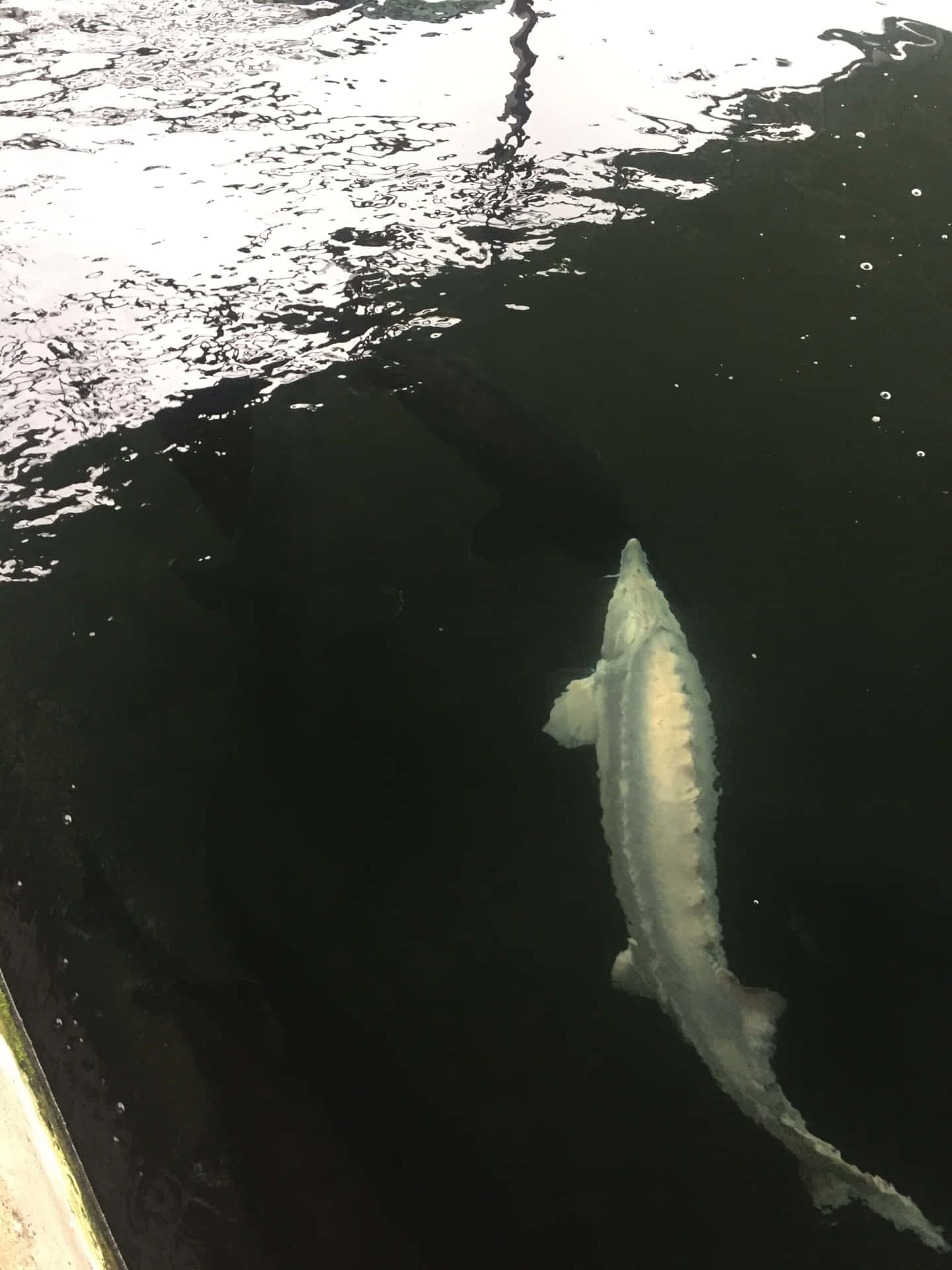 Beluga Steur Zwemmen In Donkere Wateren Achtergrond