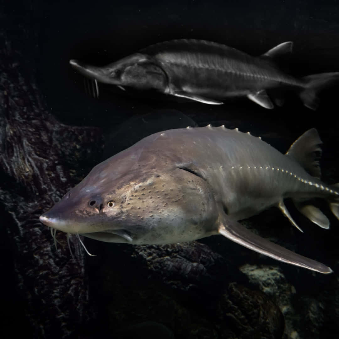 Beluga_ Sturgeon_ Underwater_ Scene Wallpaper