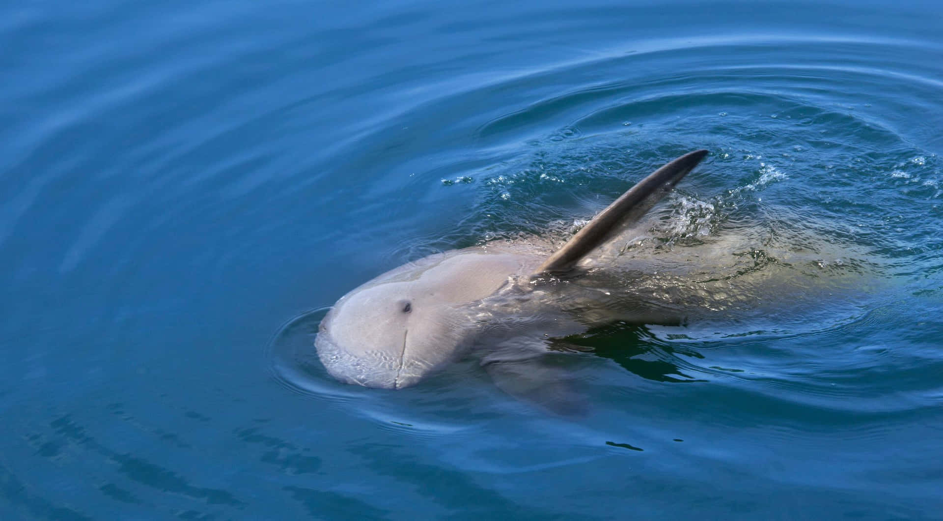 Beluga Whale Surfacingin Blue Water.jpg Wallpaper