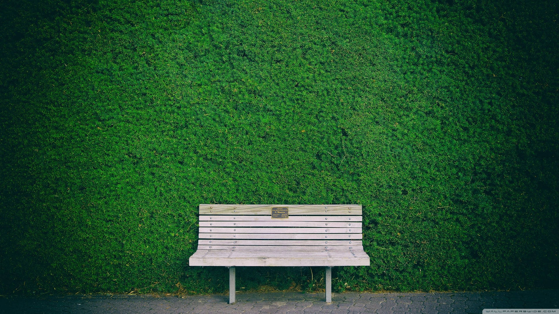Solitary Bench Against a Mossy Green Wall Wallpaper