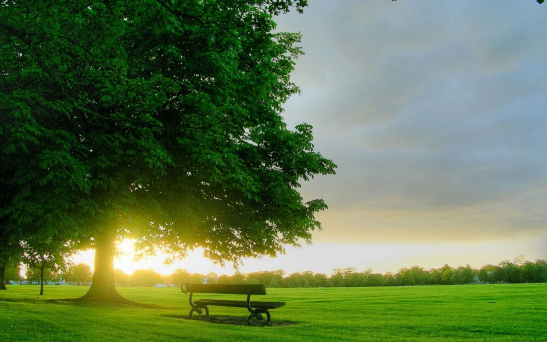 Bench In Park During Spring Wallpaper