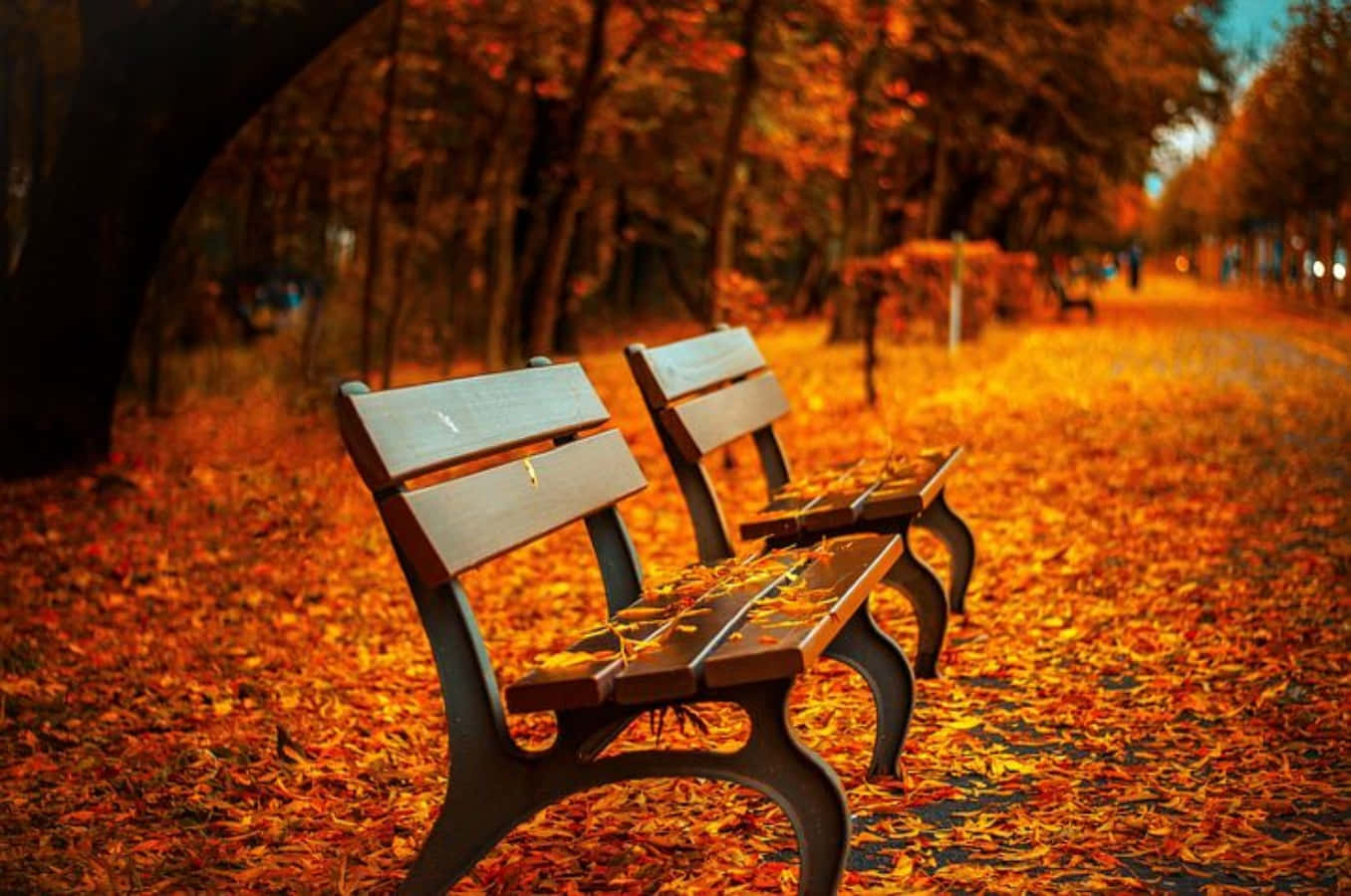 Two Benches In The Park With Autumn Leaves
