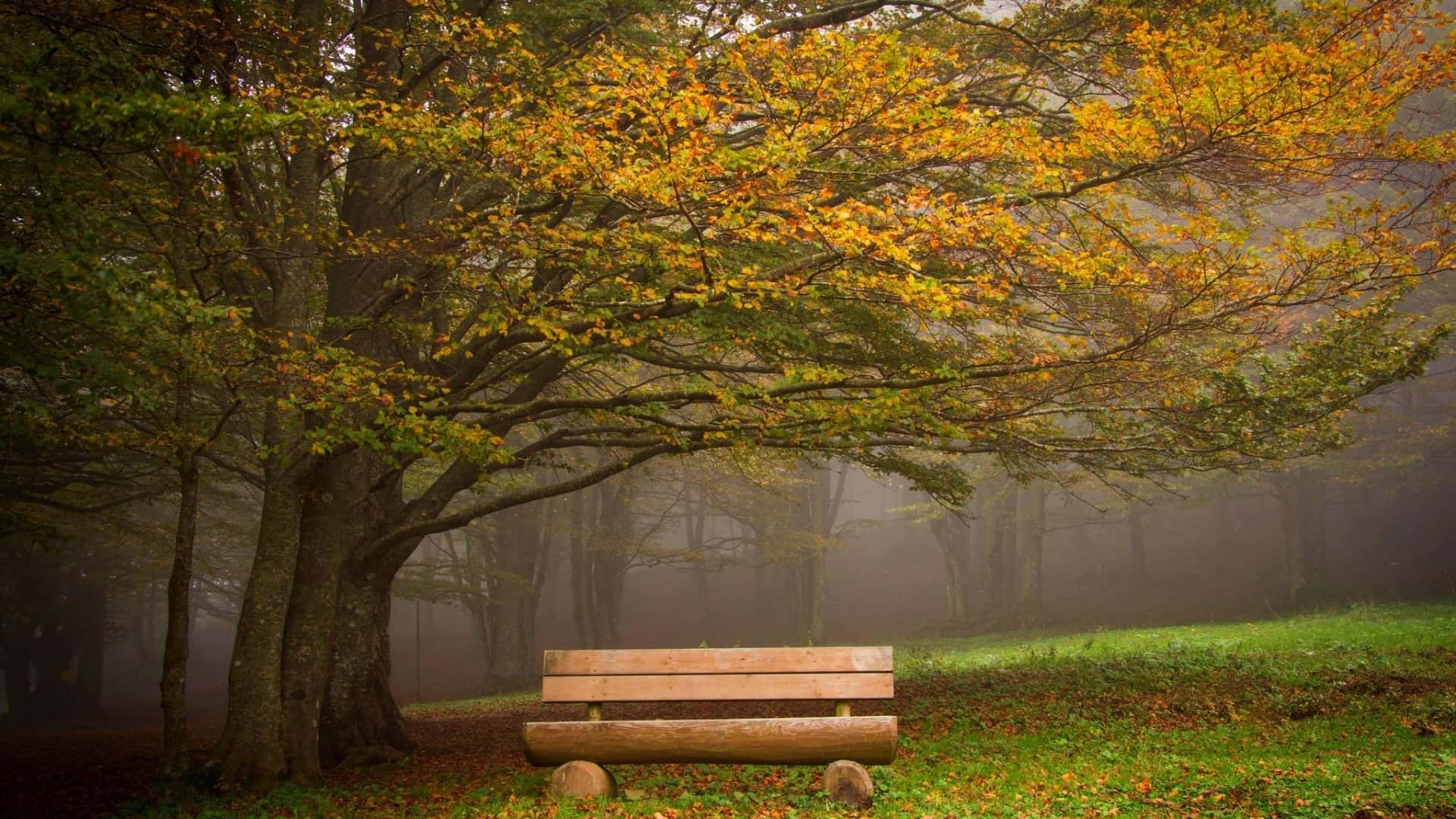 A Bench In A Foggy Forest