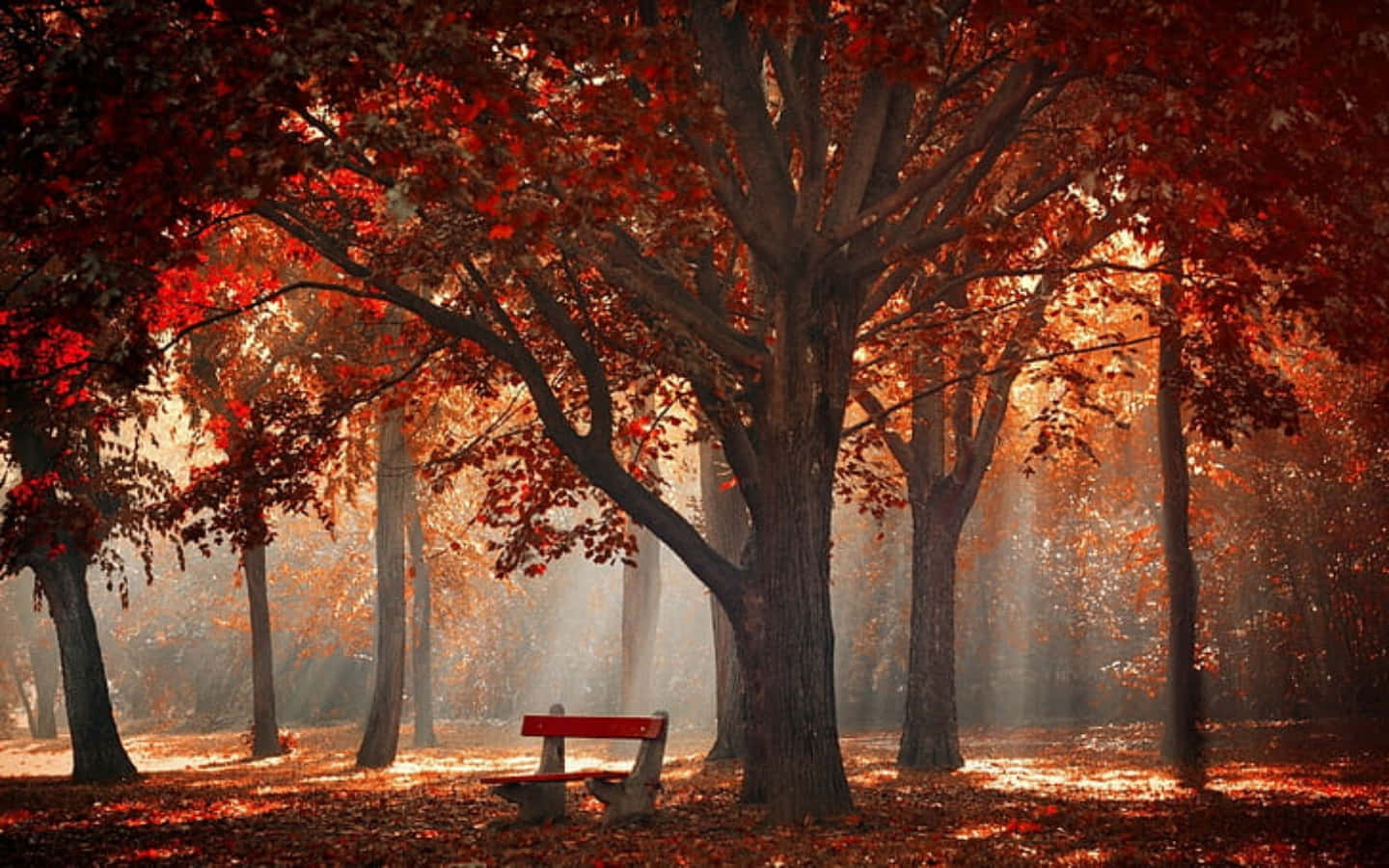 ____ Taking a break in the park on a beautiful fall day.