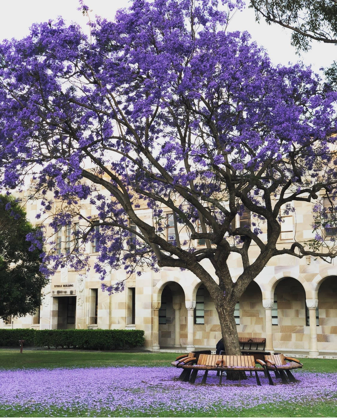 Bench Under The Purple Tree Wallpaper