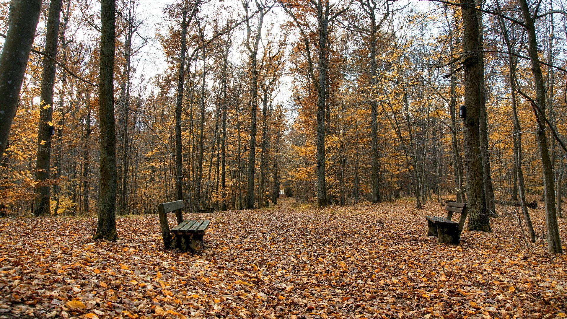 Benches On Fallen Leaves Wallpaper