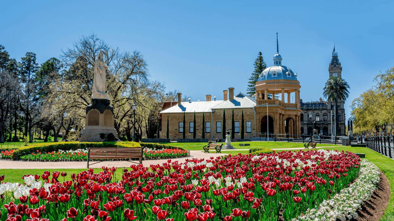 Bendigo Historische Gebouwen En Tulpen Tuin Achtergrond