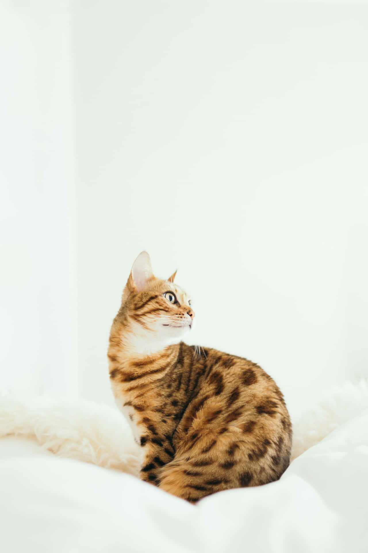 Pose Elegan Kucing Bengal Wallpaper