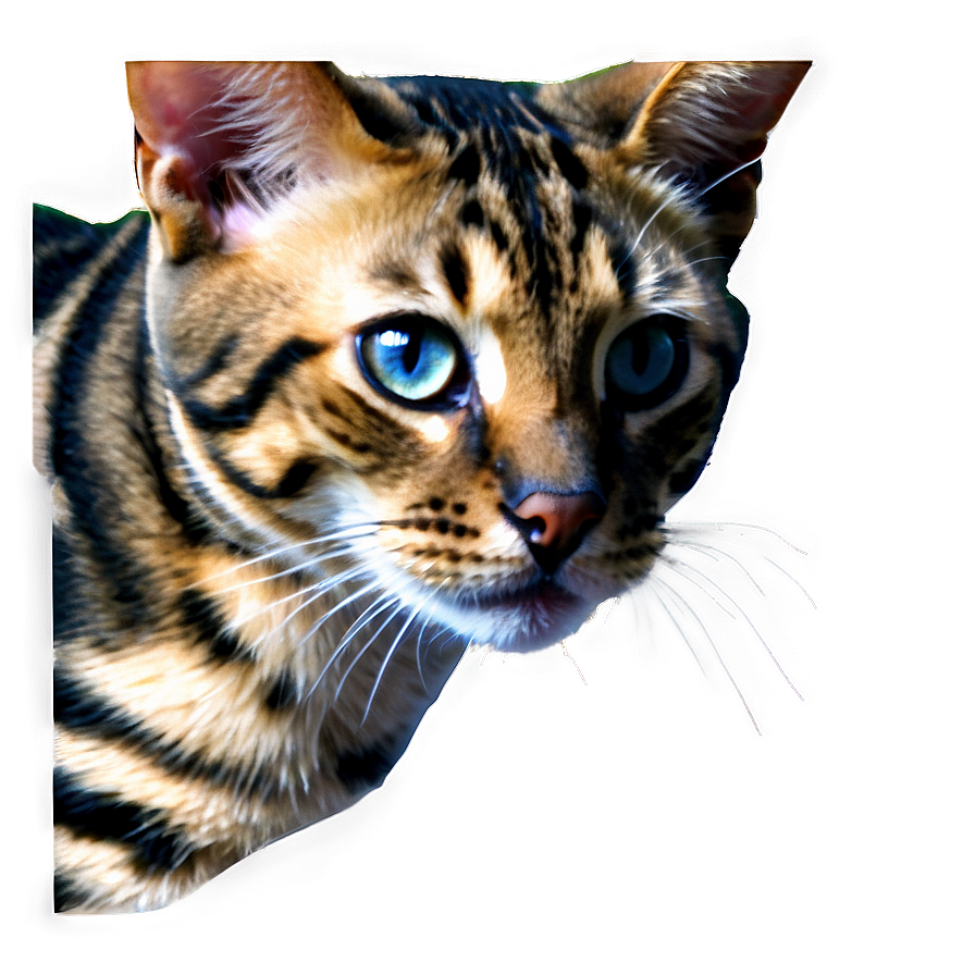 Download Bengal Cat Face Png 2 | Wallpapers.com