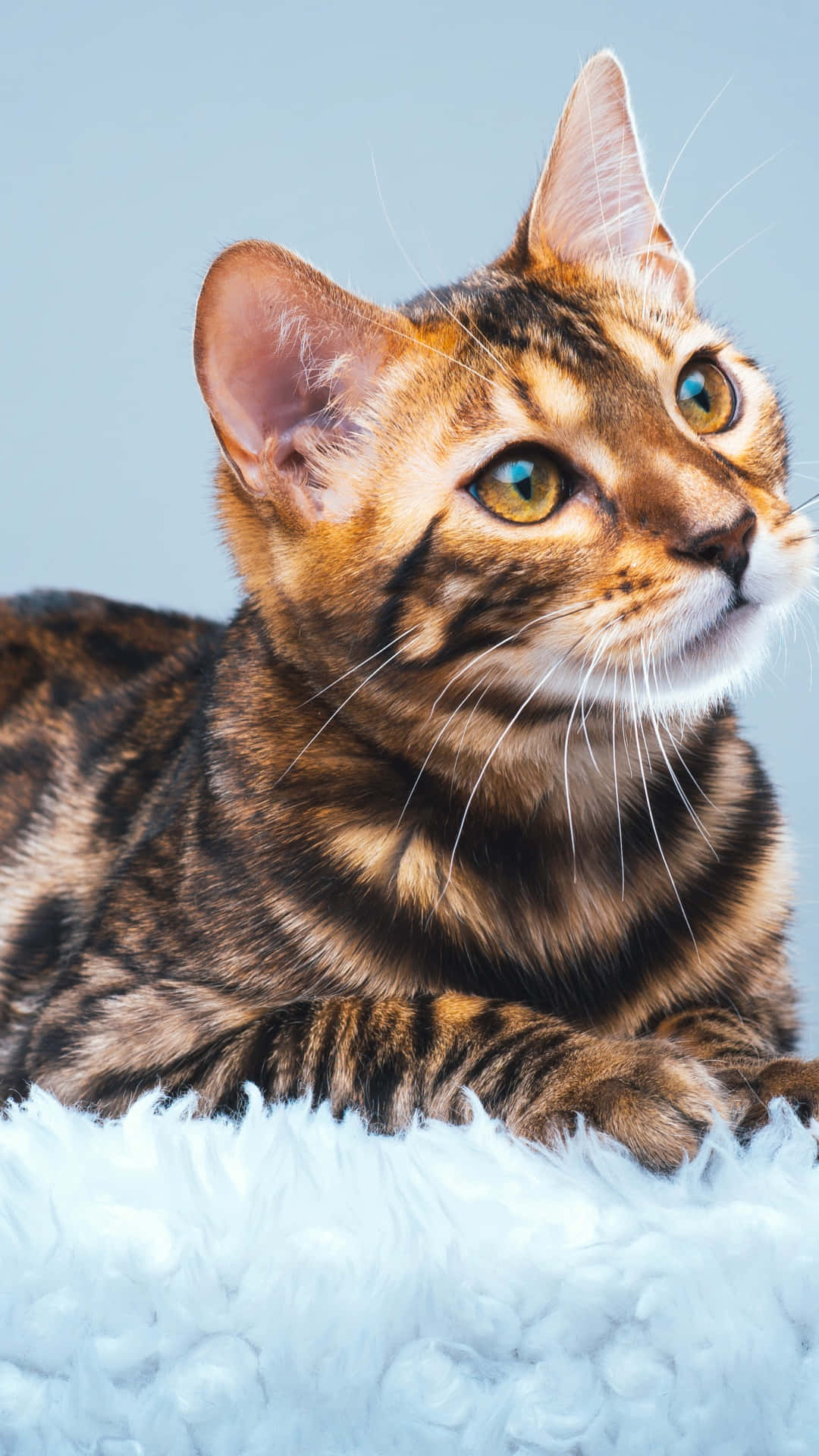 Download Bengal Cat Intense Gaze Wallpaper | Wallpapers.com