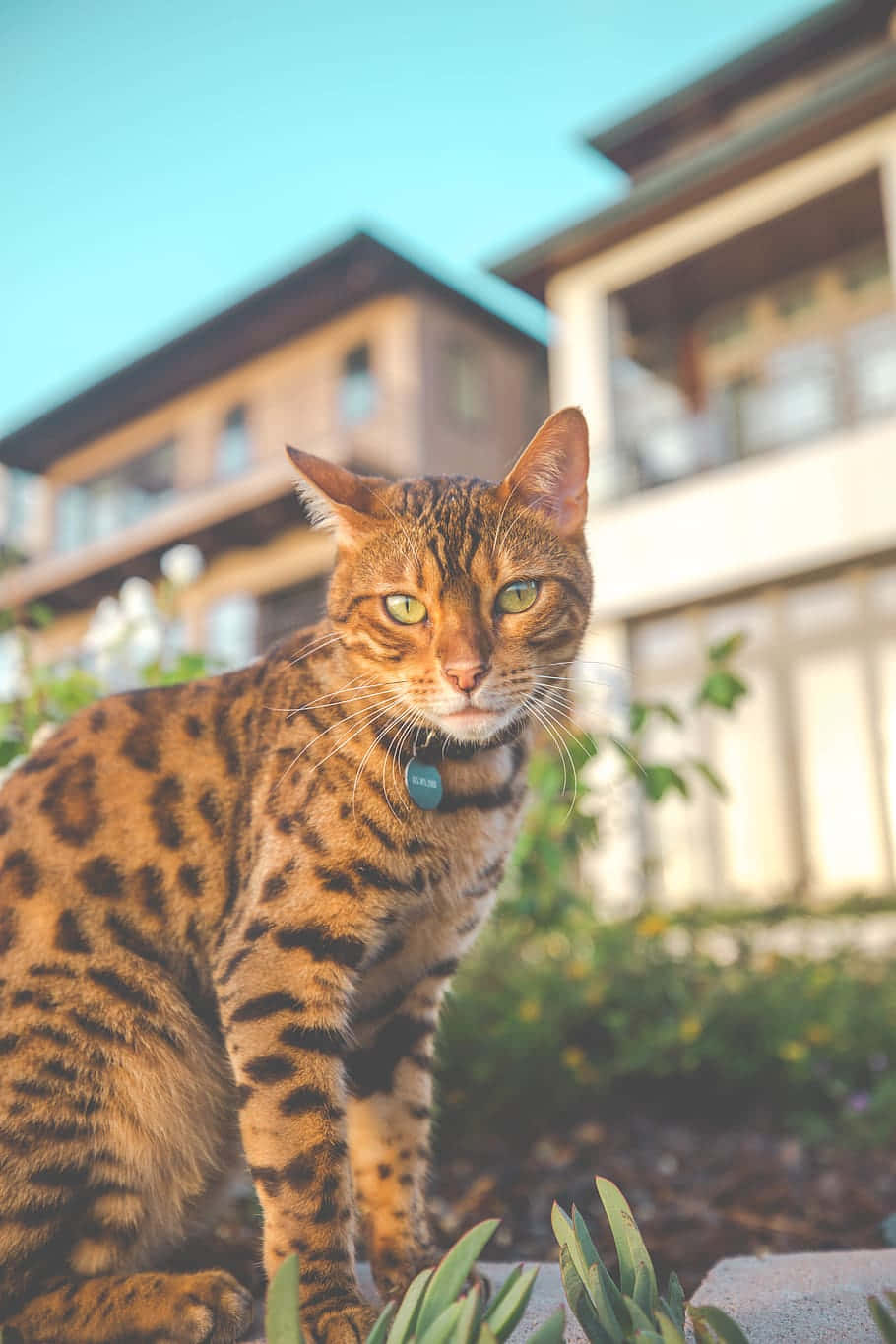 Bengal Cat Outdoor Adventure Wallpaper