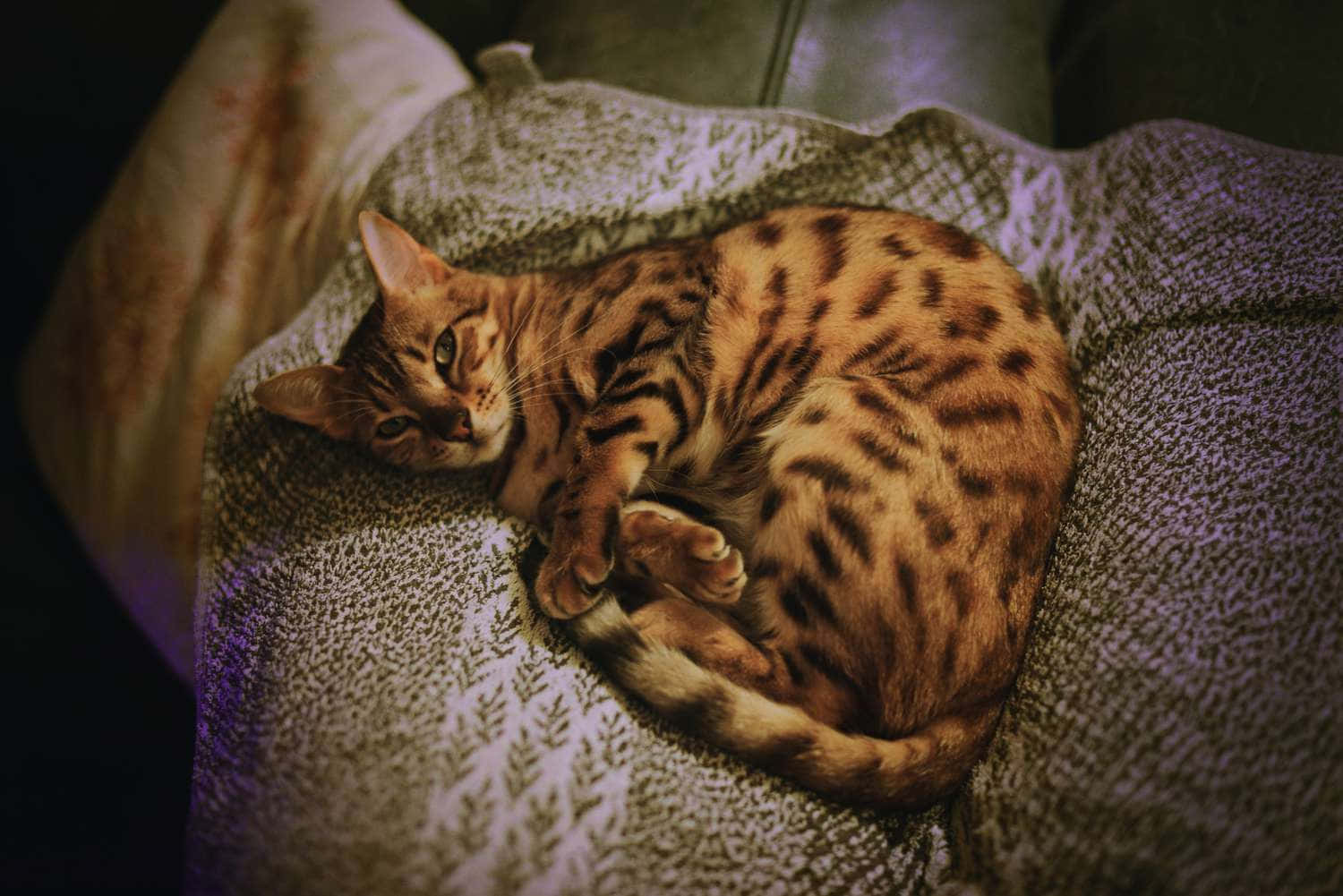 Bengal Cat Restingon Textured Blanket Wallpaper