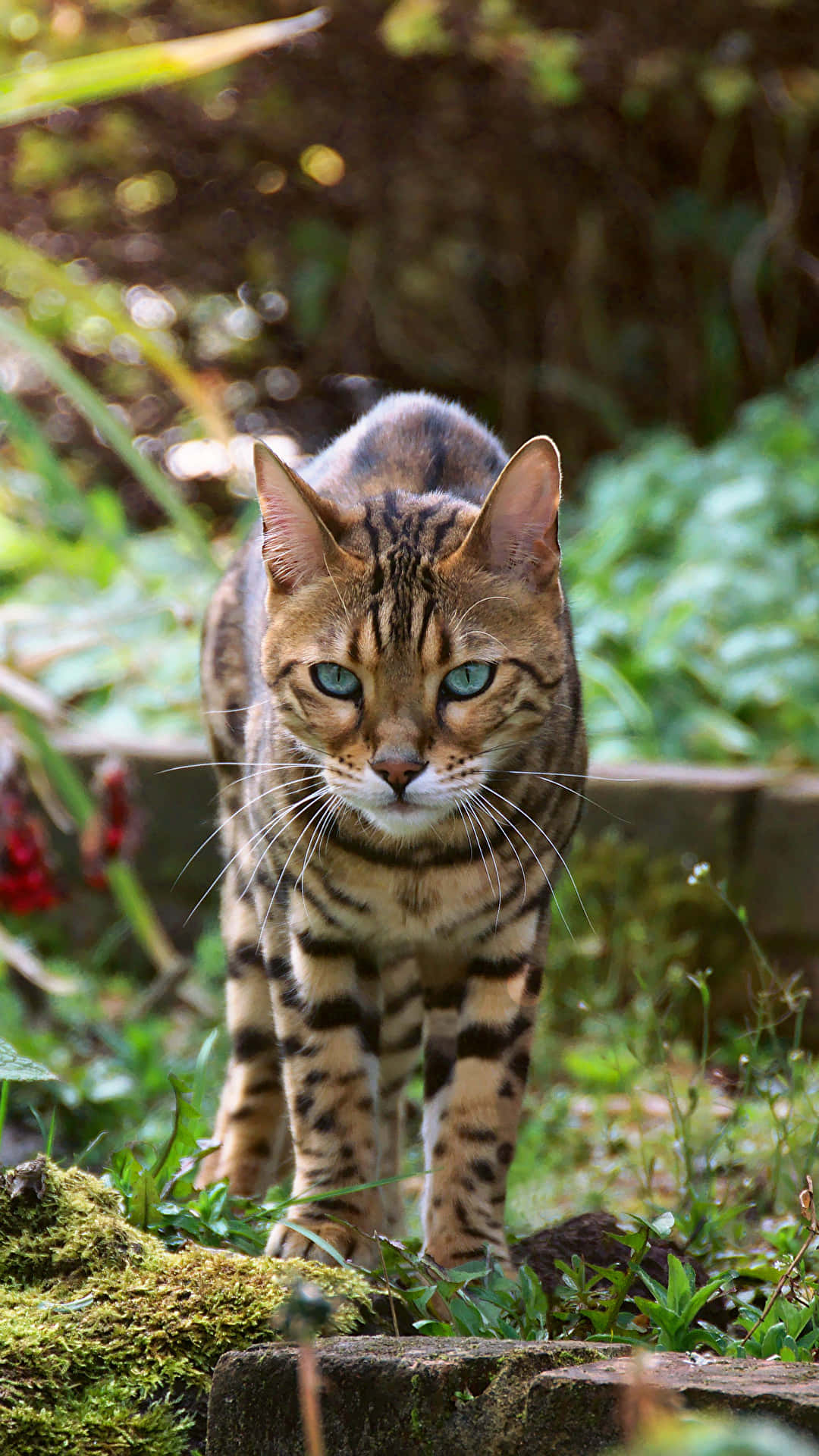 Bengal Katt I Naturlig Habitat Bakgrunnsbildet