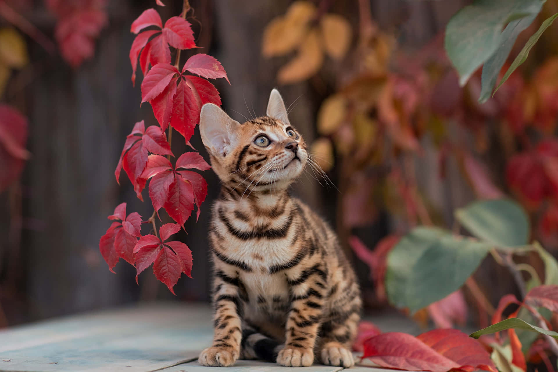 Kucing Bengal Di Antara Daun Musim Gugur Wallpaper