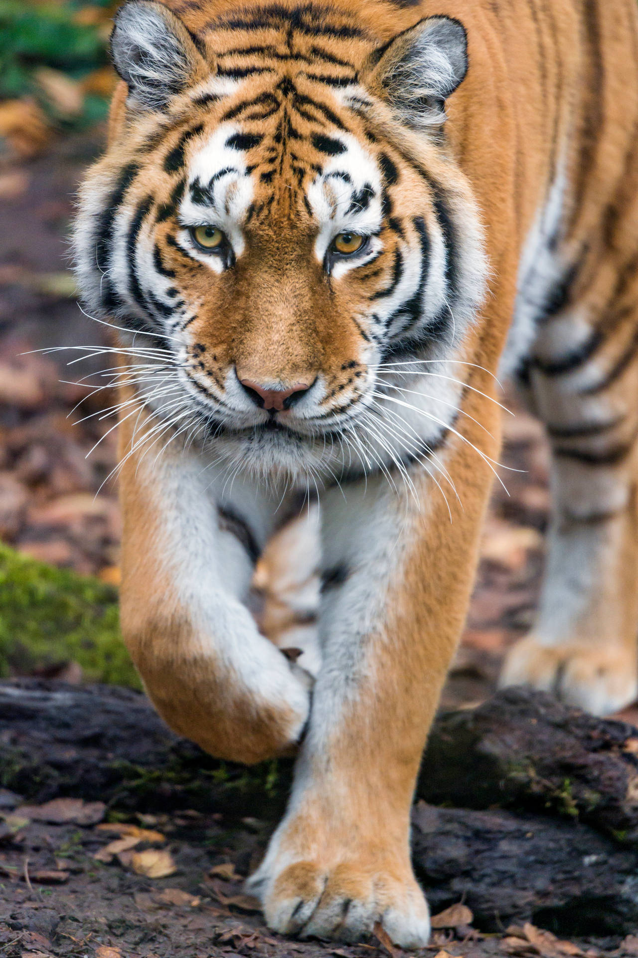 Bengal Tiger 8K Phone Wallpaper