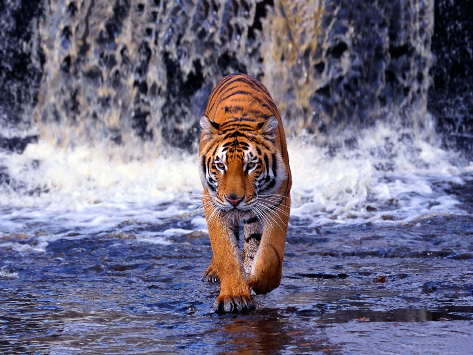 Bengal_ Tiger_ Approaching_ Waterfall Wallpaper