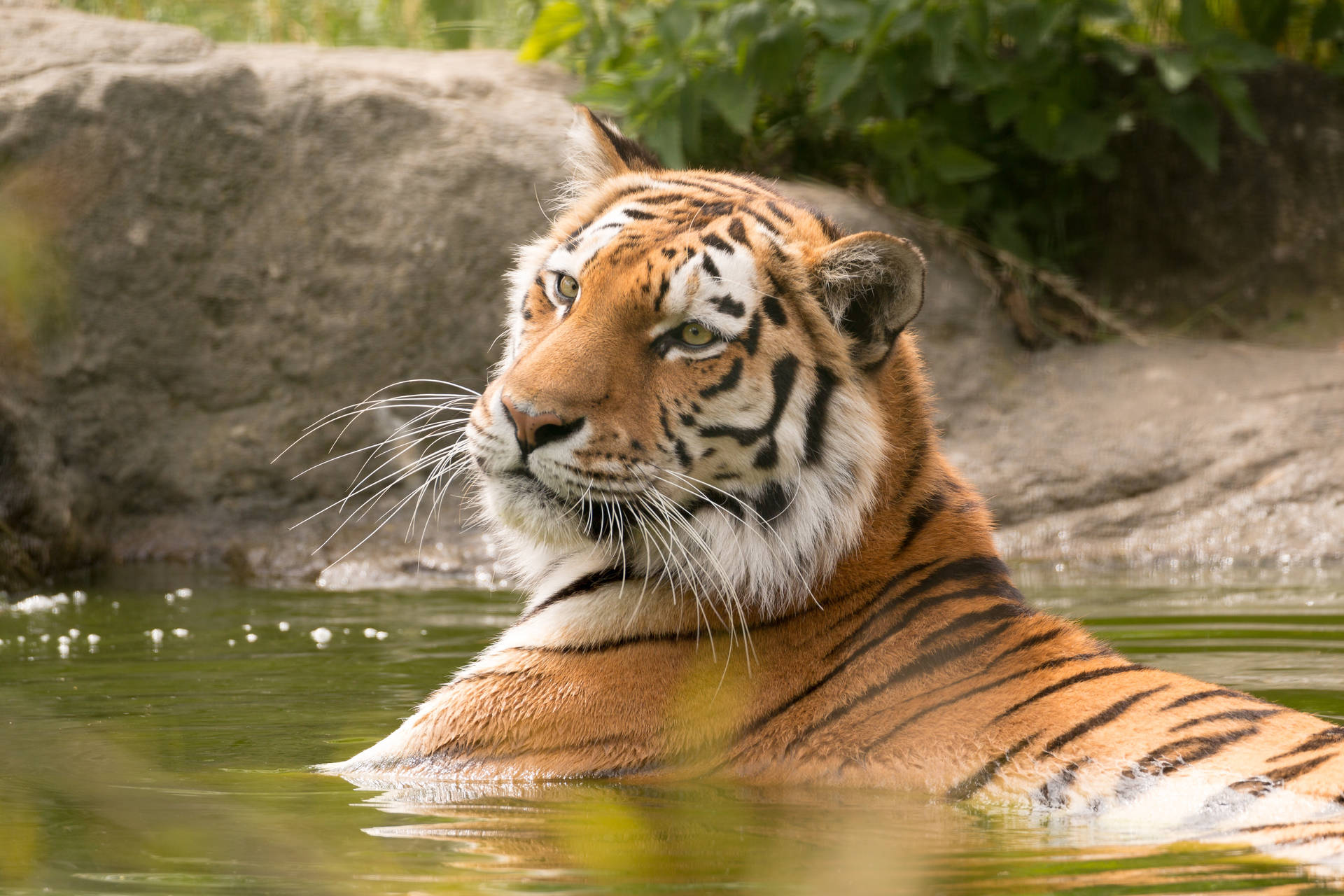 Bengal Tiger Hd Resting On Water Wallpaper