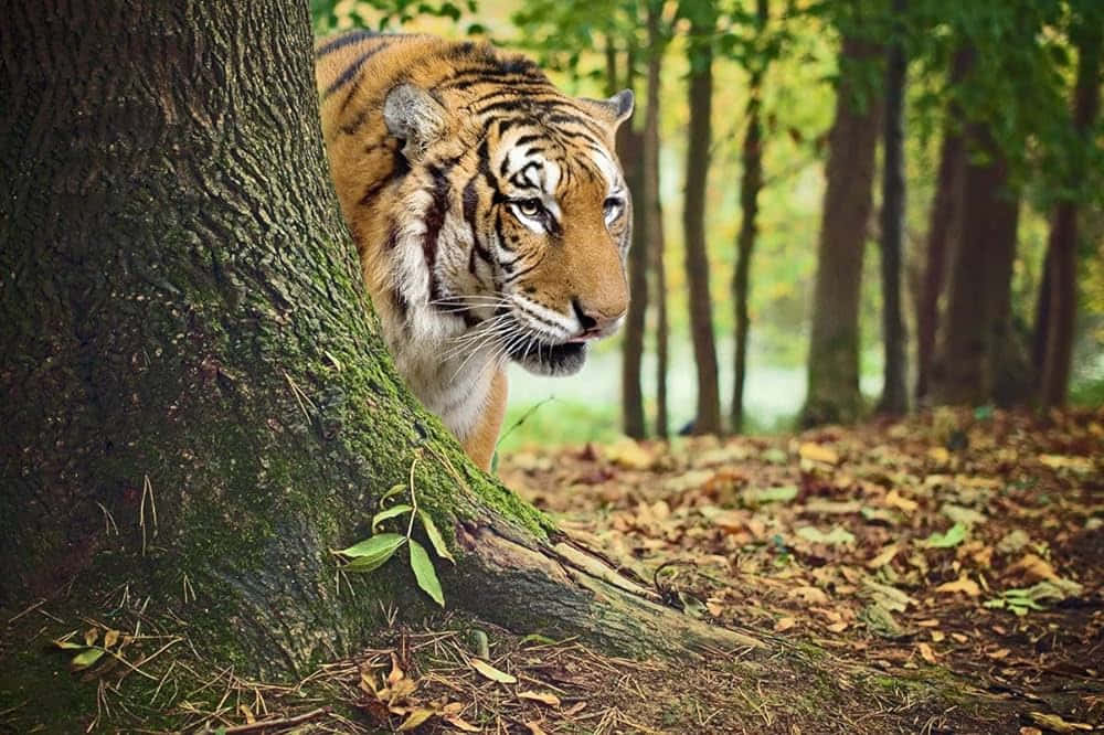 Bengal Tiger Peeking Behind Tree Wallpaper