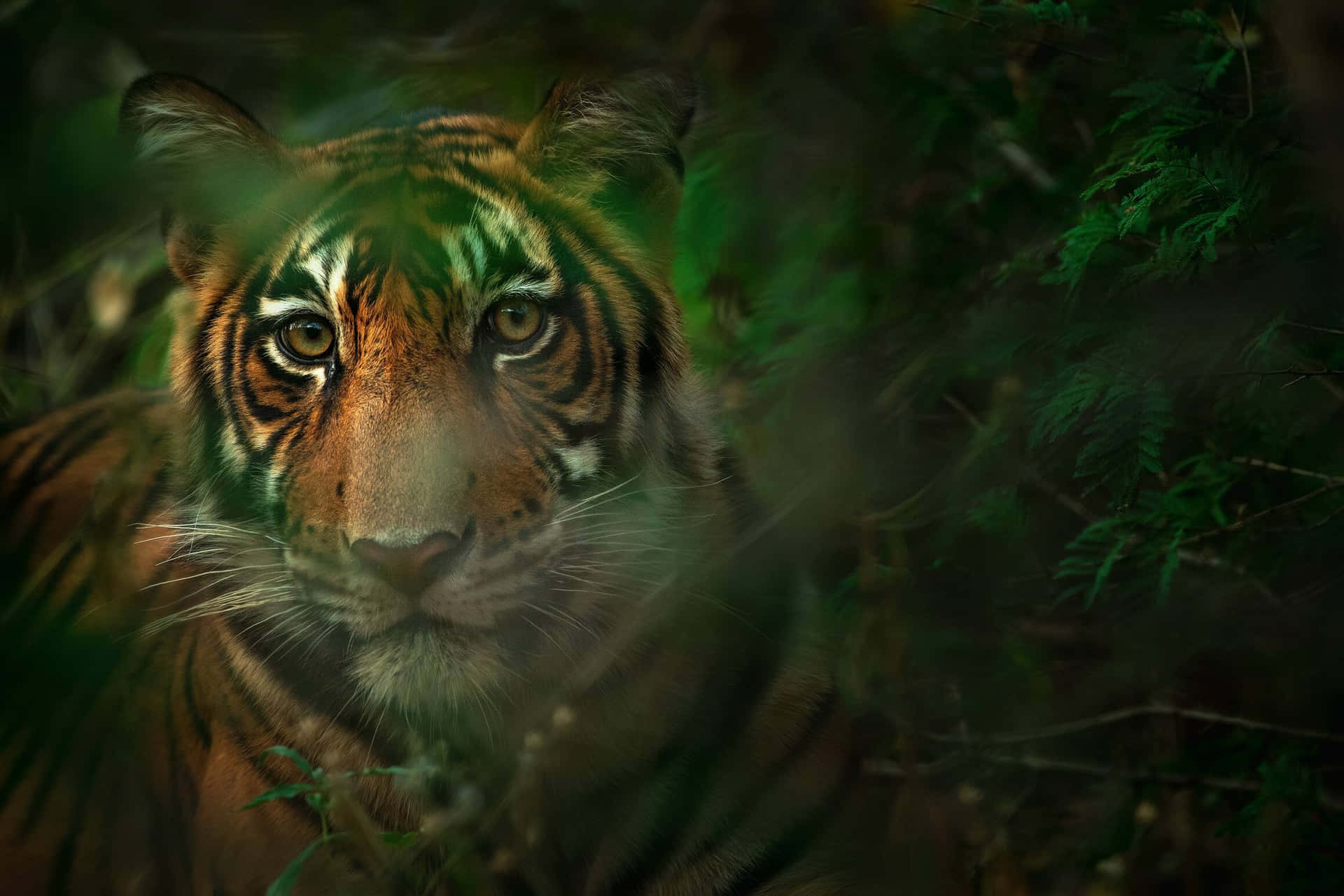 Bengal Tiger Peering Through Foliage.jpg Wallpaper