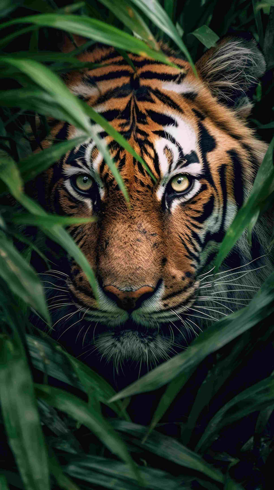 Bengal Tiger Peering Through Greenery.jpg Wallpaper