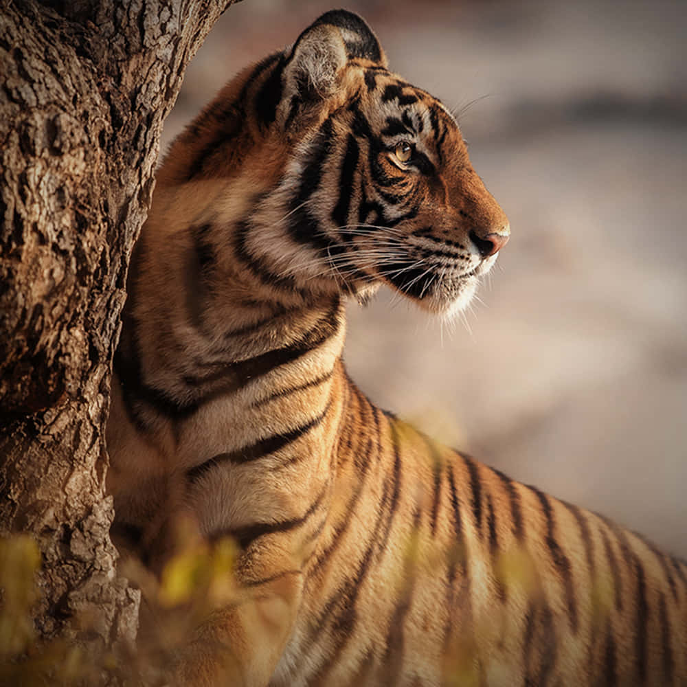 Questabellissima Tigre Del Bengala Che Si Rilassa Nel Suo Habitat Naturale