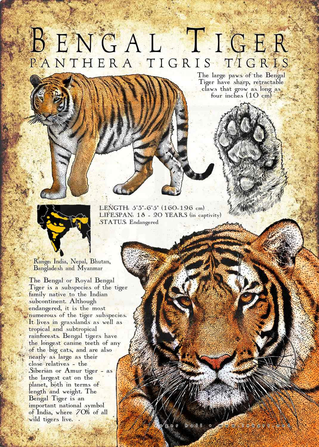 Majestätiskbengalisk Tiger I Naturreservatet.