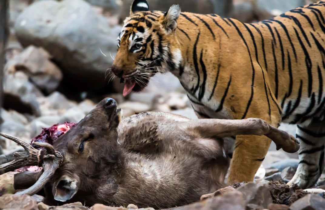 A Tiger Is Eating A Deer In The Jungle