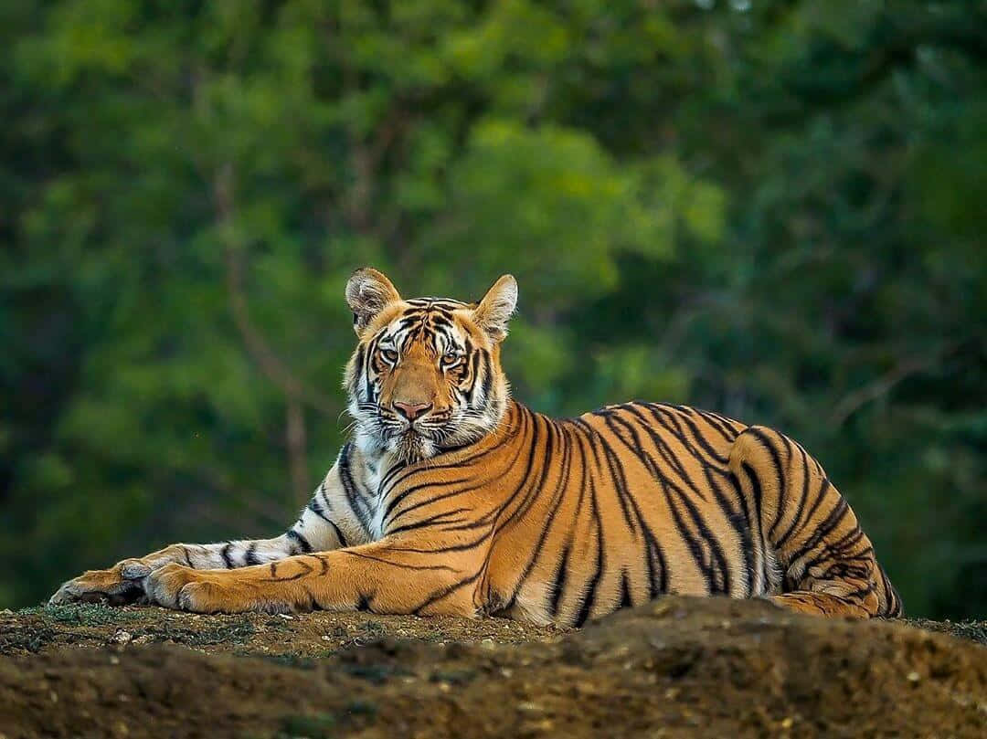 A majestic Bengal Tiger in its natural habitat