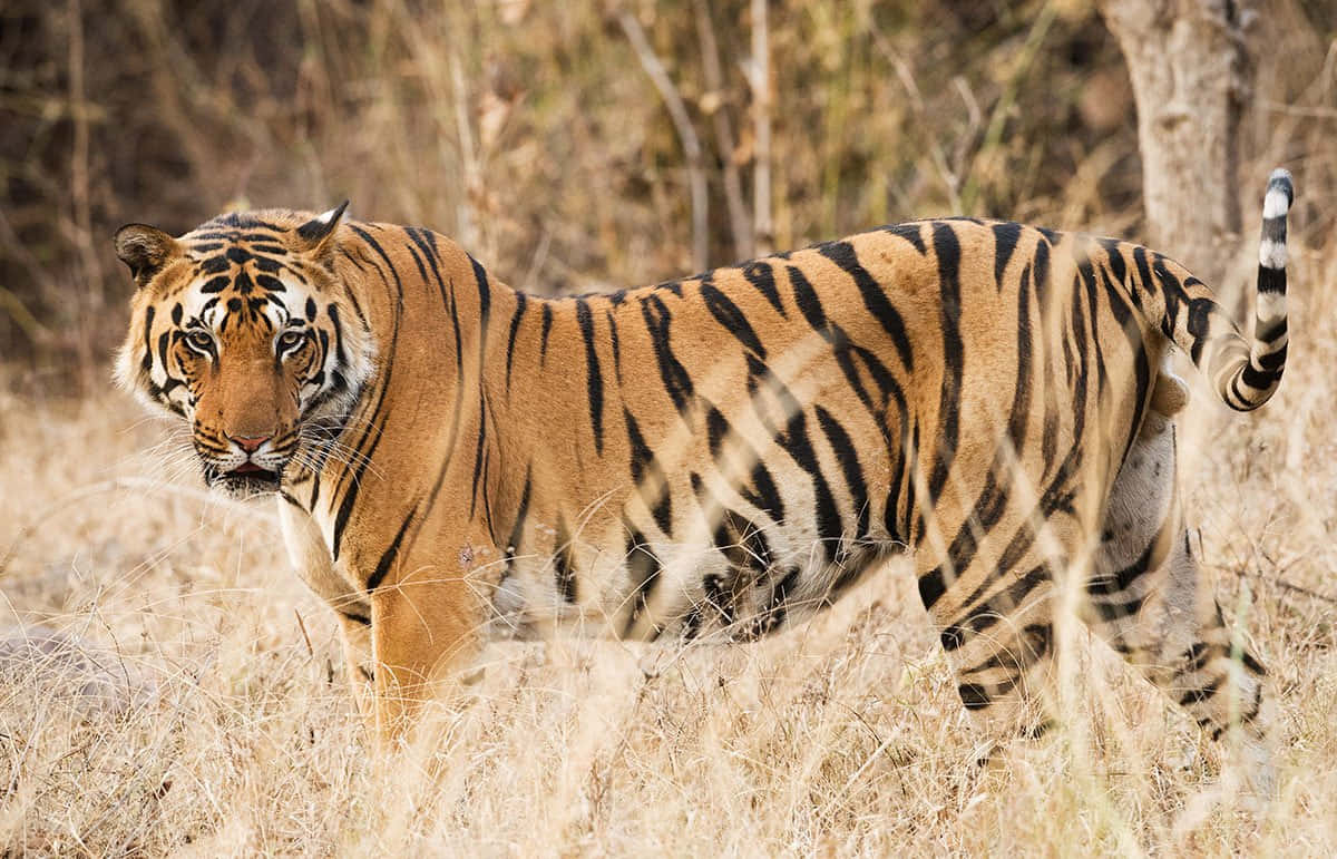 A Bengal Tiger in its natural habitat