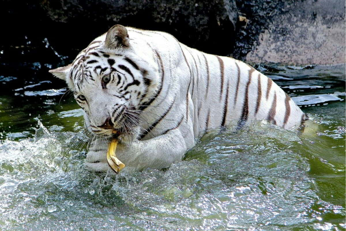 A majestic Bengal Tiger in its Natural Habitation