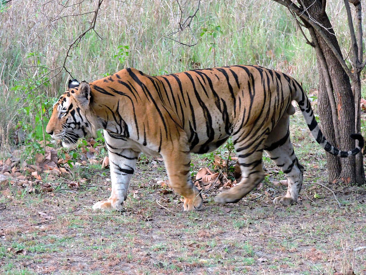 This stunning Bengal Tiger is ready to pounce