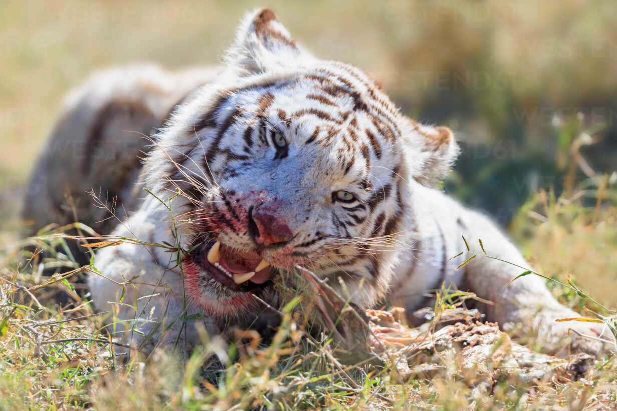 A White Tiger Laying In The Grass With Its Mouth Open