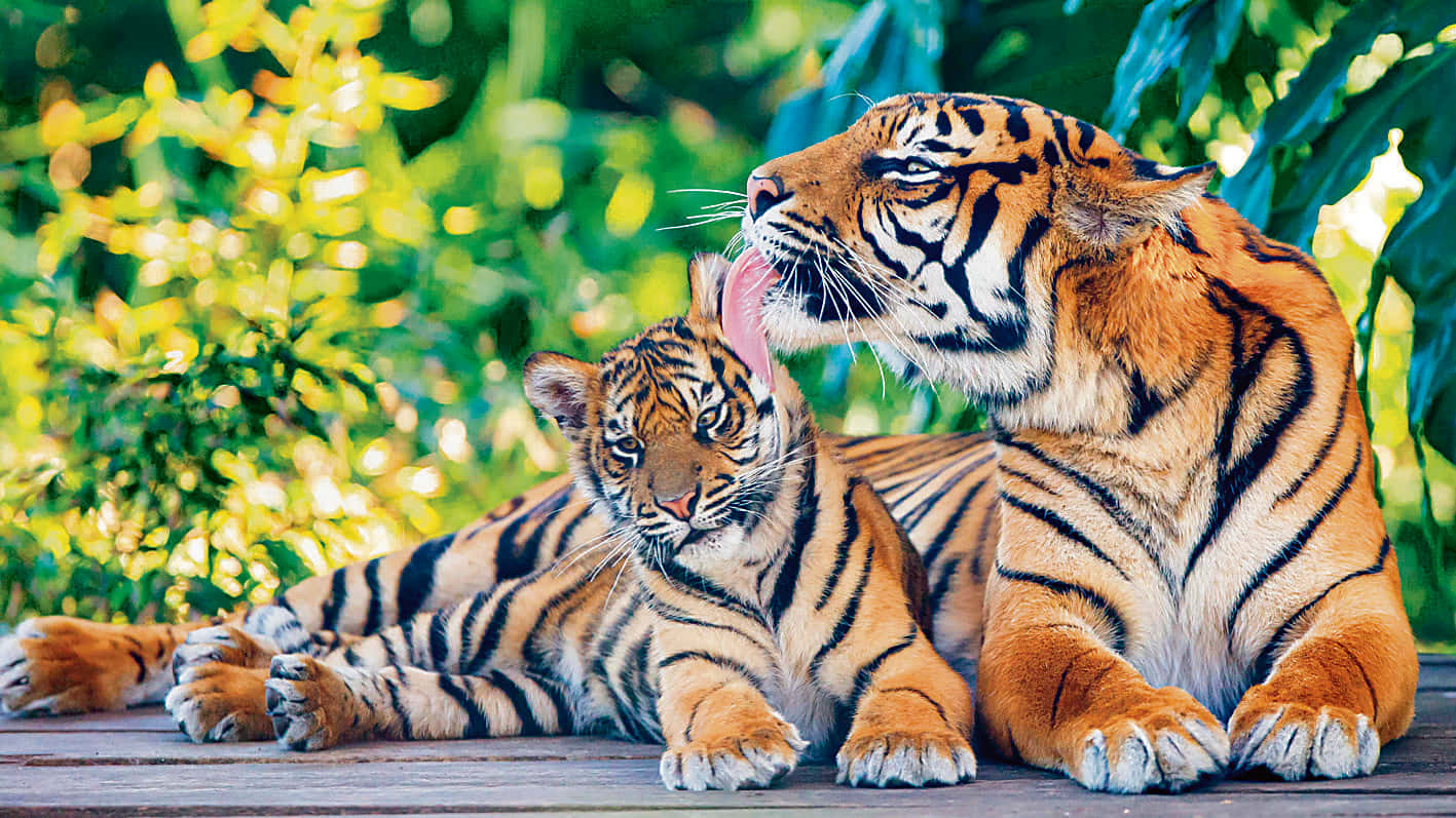 The grandiose Bengal Tiger walks in its natural habitat.