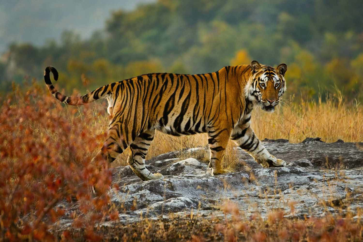 Bengal Tiger in its natural habitat, exploring its territory.