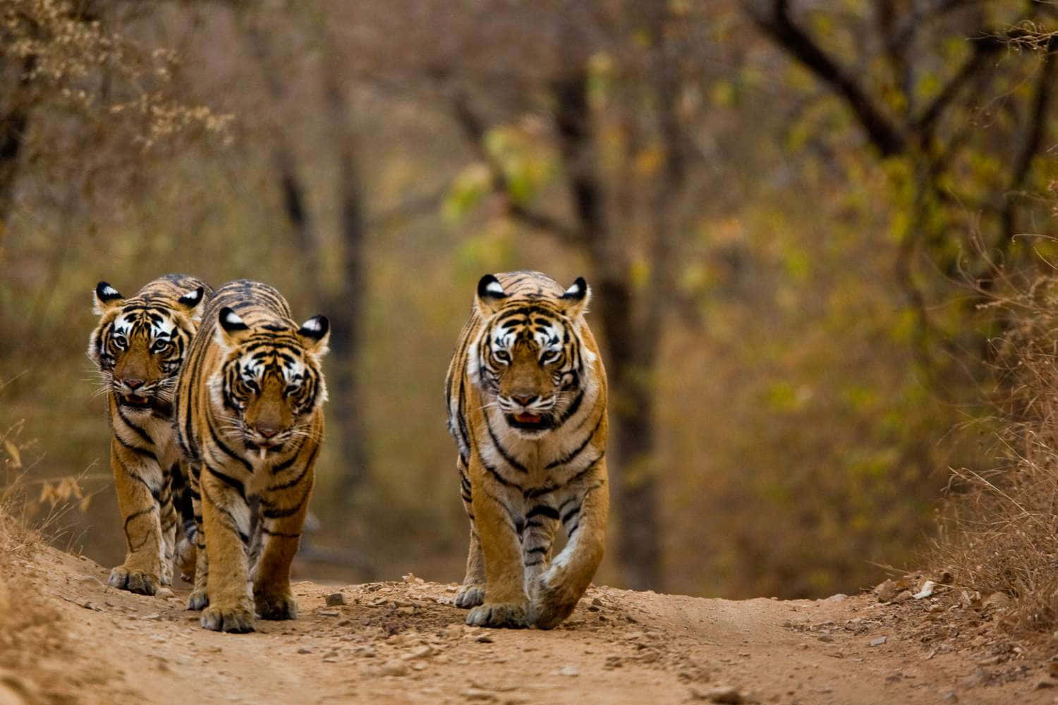 Ilmaestoso E Impressionante Tigre Del Bengala