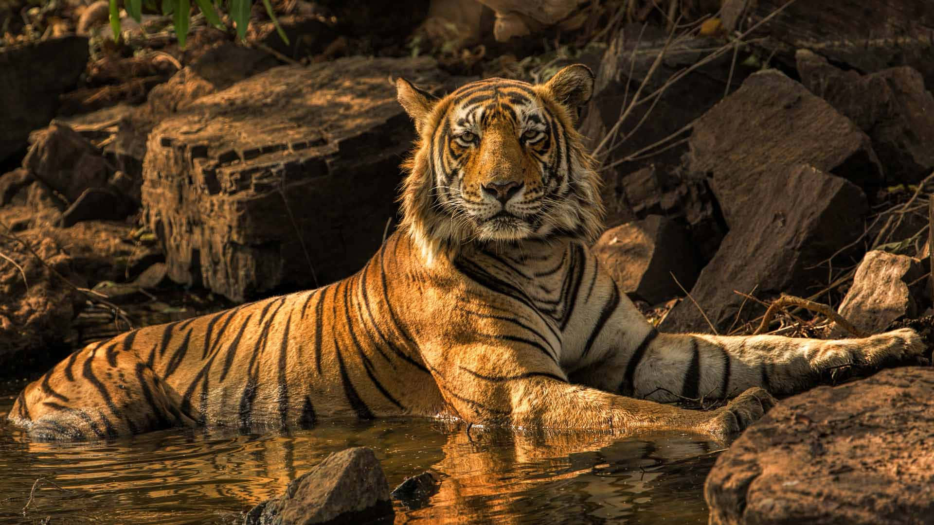 Unabellissima Tigre Del Bengala Nel Suo Habitat Naturale.