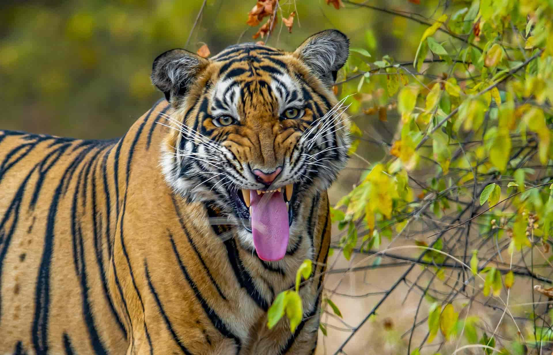 A Tiger Is Standing In The Woods With Its Tongue Out