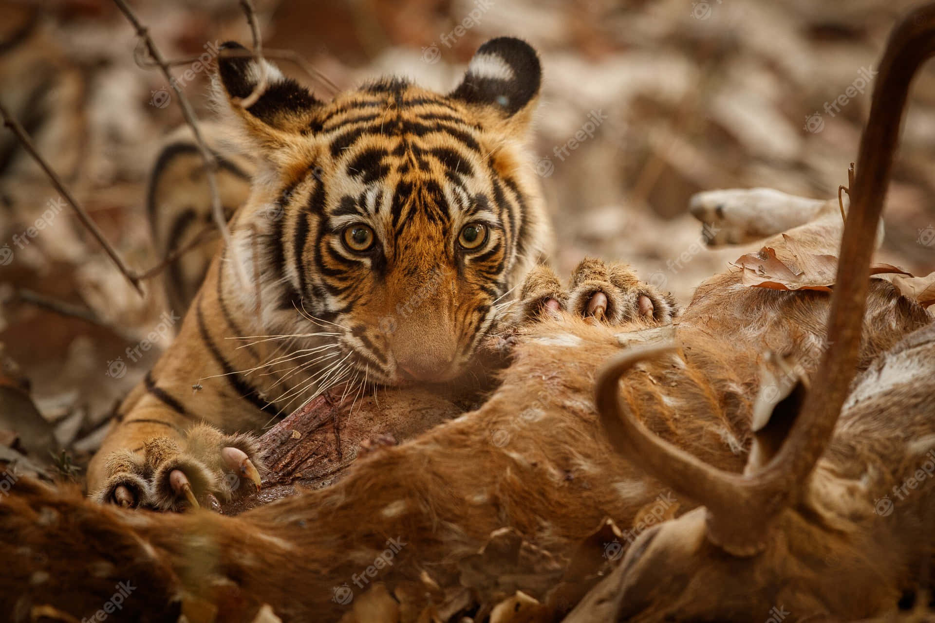 Vackerbengalisk Tiger I Sin Naturliga Livsmiljö