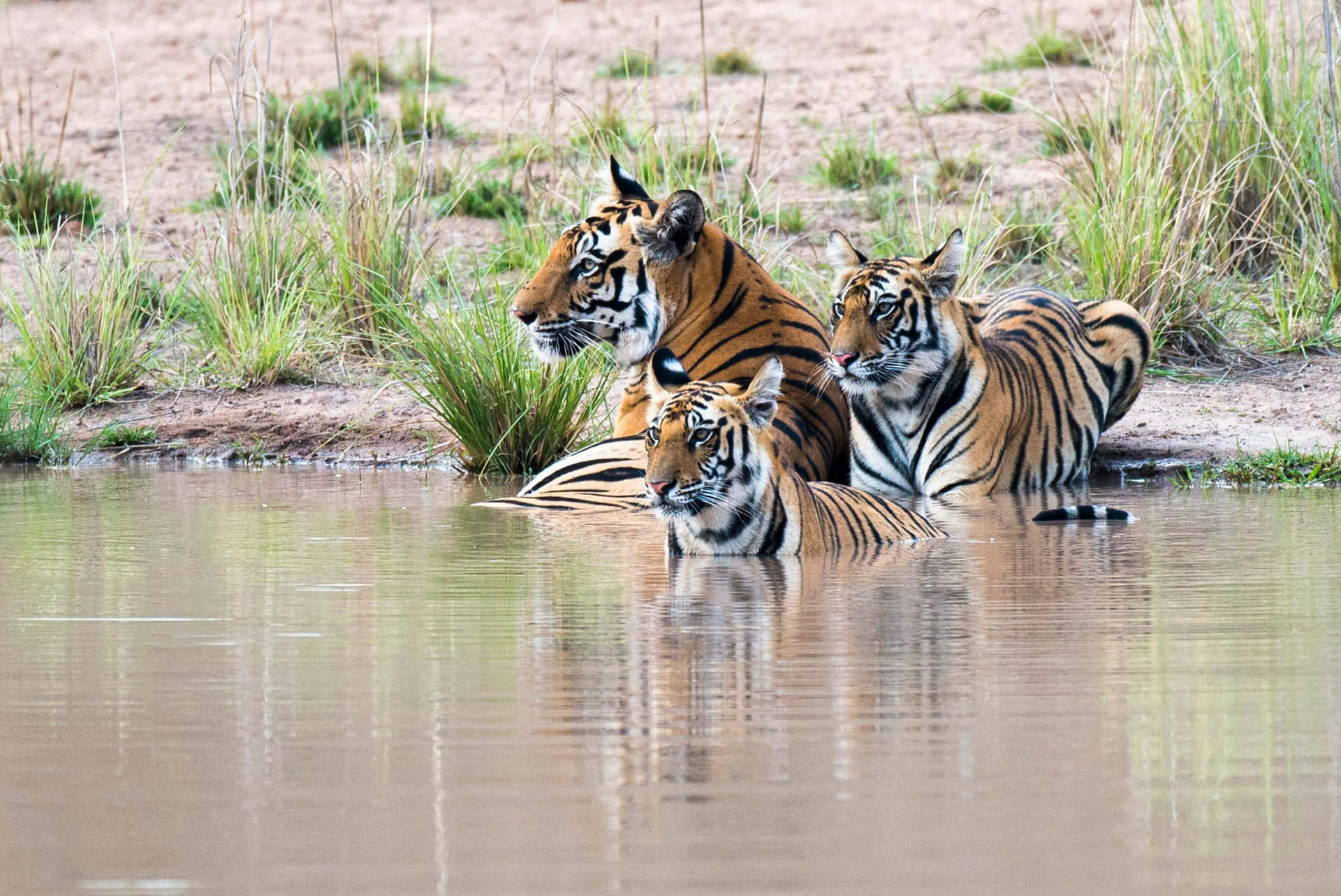 Inpiedi - Un Maestoso Tigre Del Bengala
