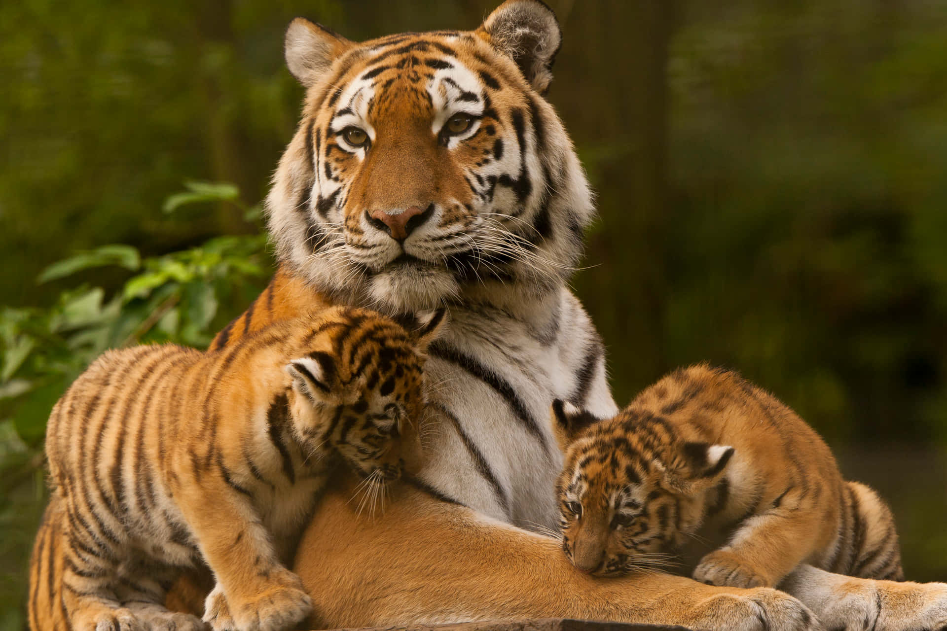 Enbengalisk Tiger Som Rör Sig Genom En Gräsbevuxen Skog