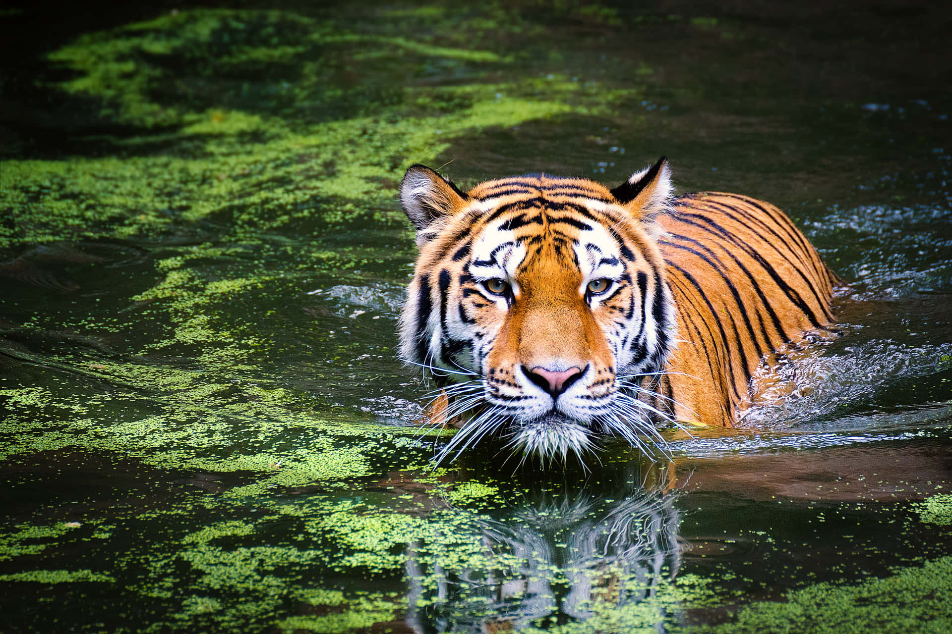 Enmajestätisk Bengalisk Tiger Som Vandrar I Indiens Djungler.
