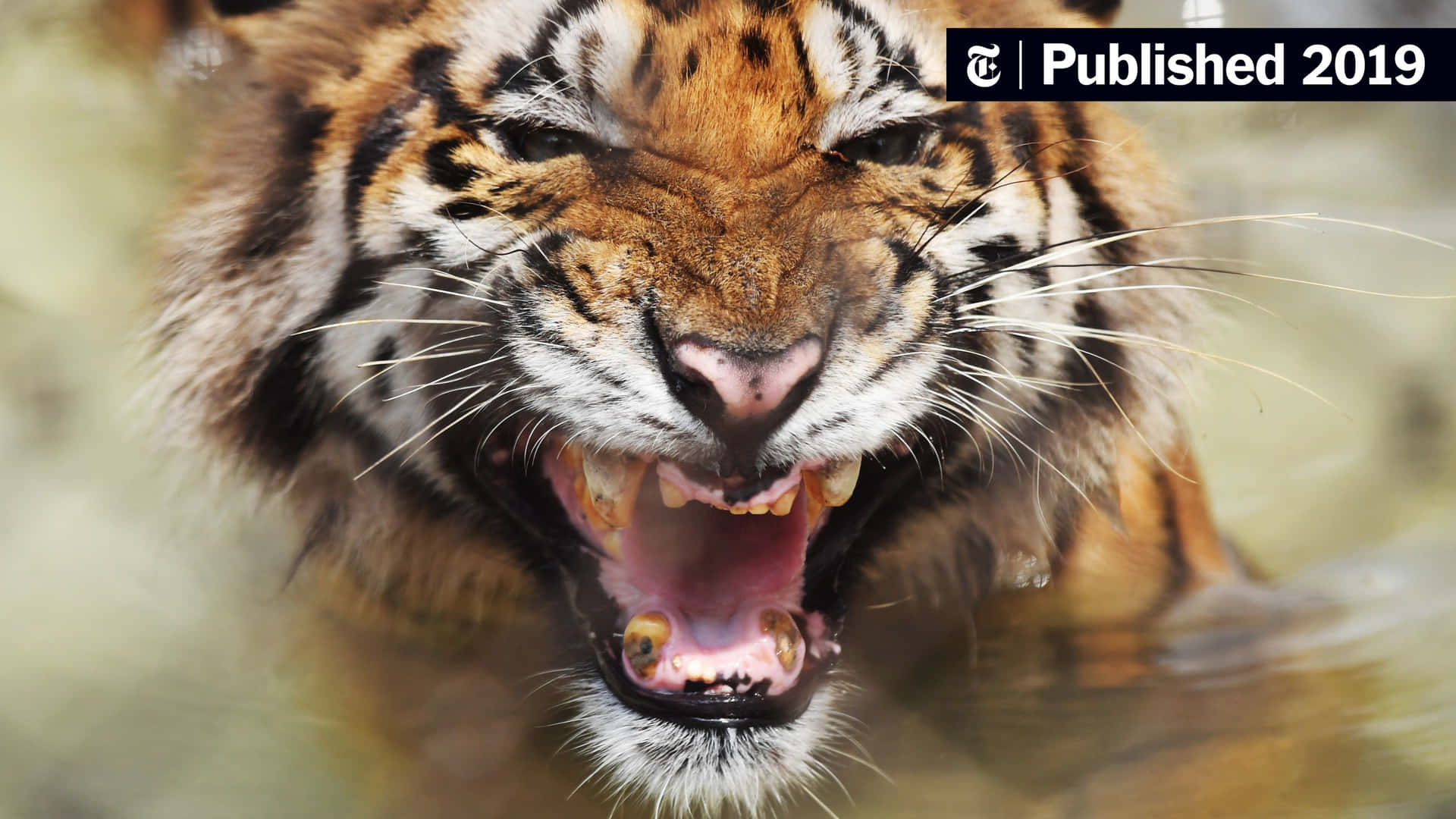 Witness the Majesty of a Bengal Tiger