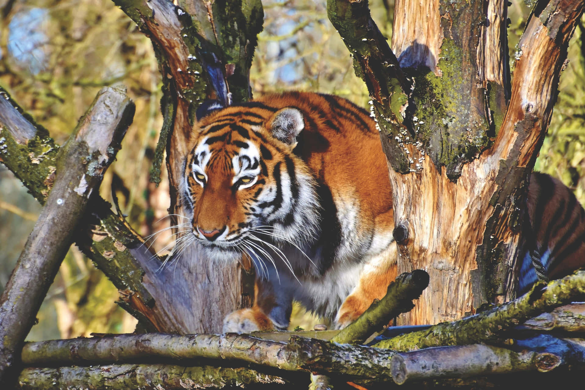 Unmaestoso Tigre Di Bengala Che Si Rilassa Nel Suo Habitat