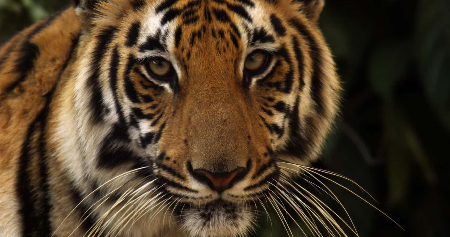 Enmajestätisk Bengalisk Tiger Stirrar Ner Med Genomträngande Ögon.